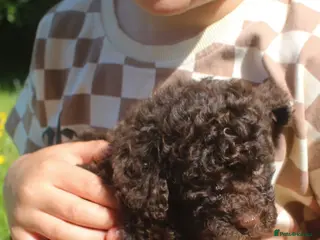Cockapoo dogs Exceptional health tested American Cockapoos - Advert 2