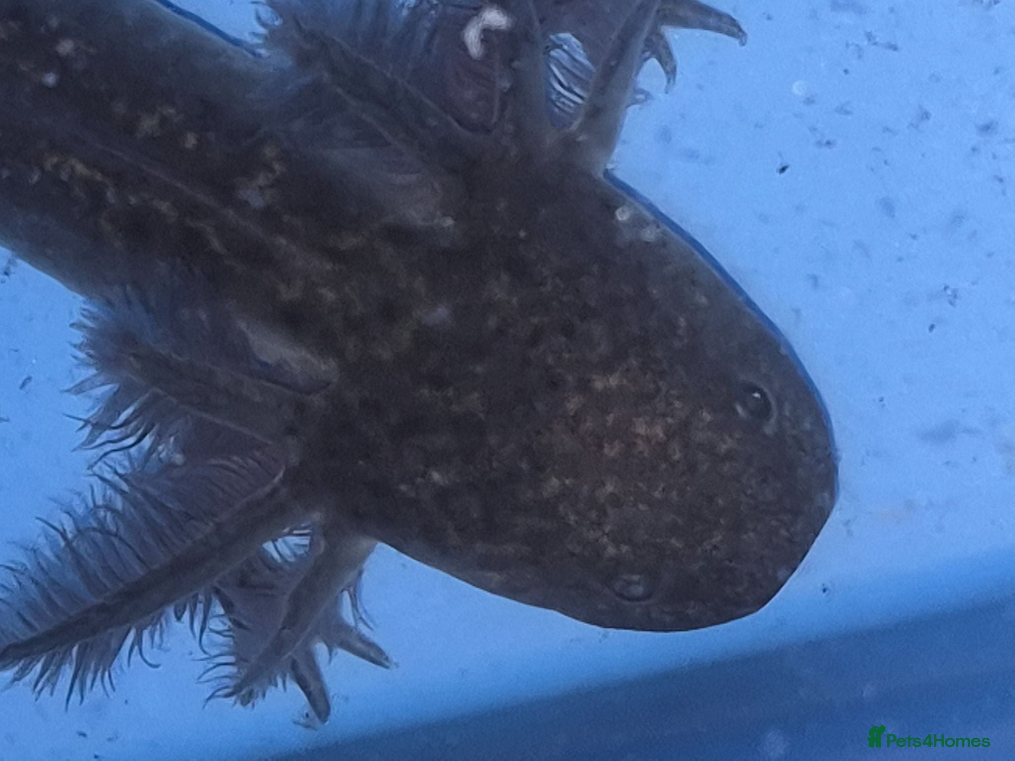 Other/Mixed Breed fish Axolotl babies for sale  - Advert 23