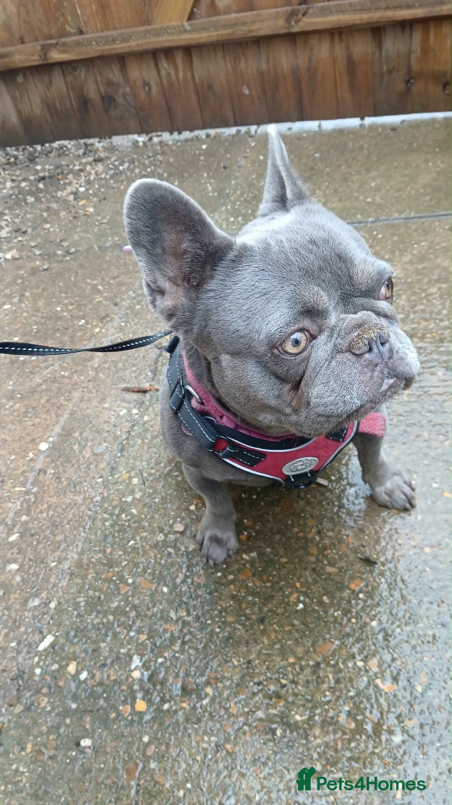 French Bulldog dogs Loving Home Needed ASAP For Frenchie - Advert 1