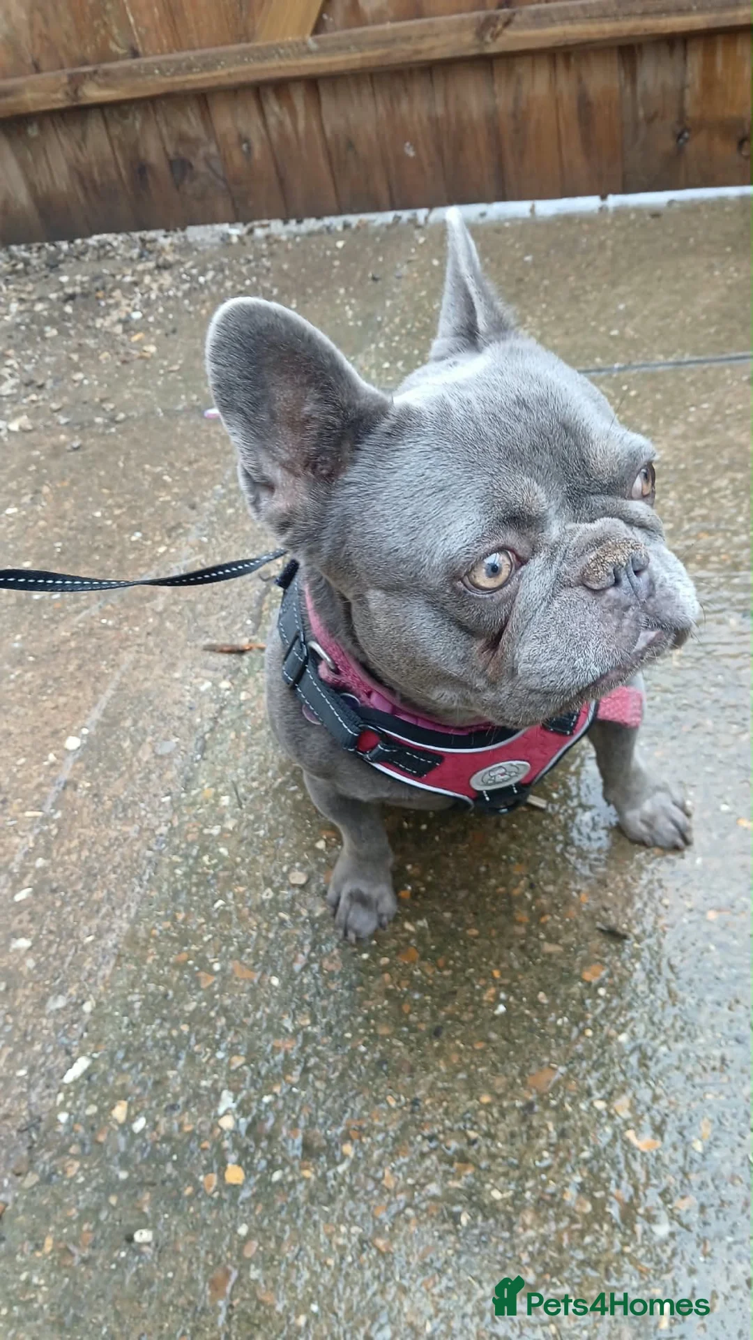 French Bulldog dogs for sale: Loving Home Needed ASAP For Frenchie - Advert 1