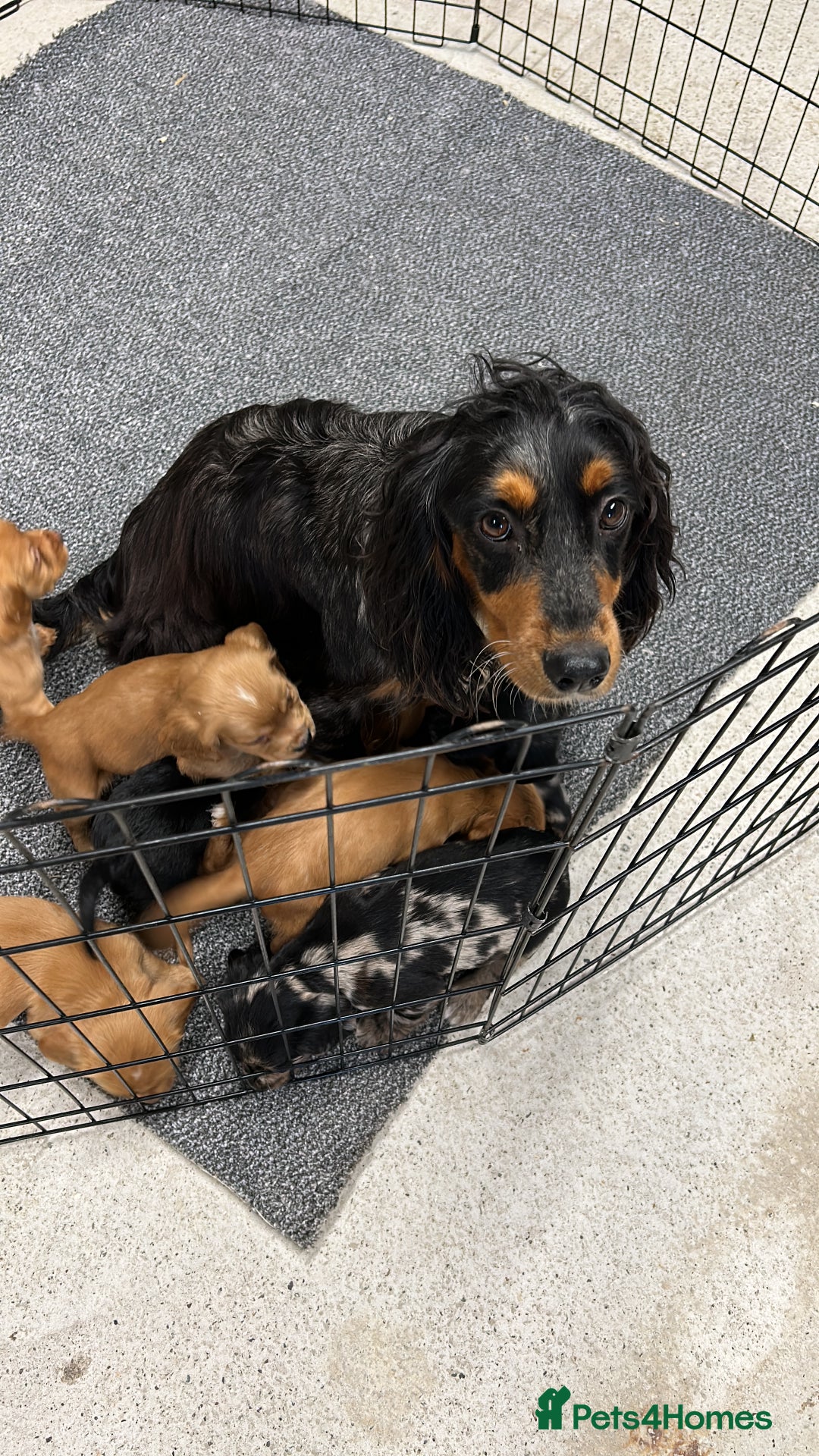 Cocker Spaniel dogs for sale: Cocker spaniel puppies  - Image 2