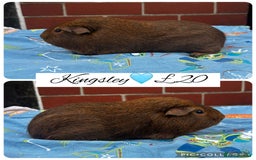 Guinea Pig rodents for sale: Guinea pig boars  - Image 31