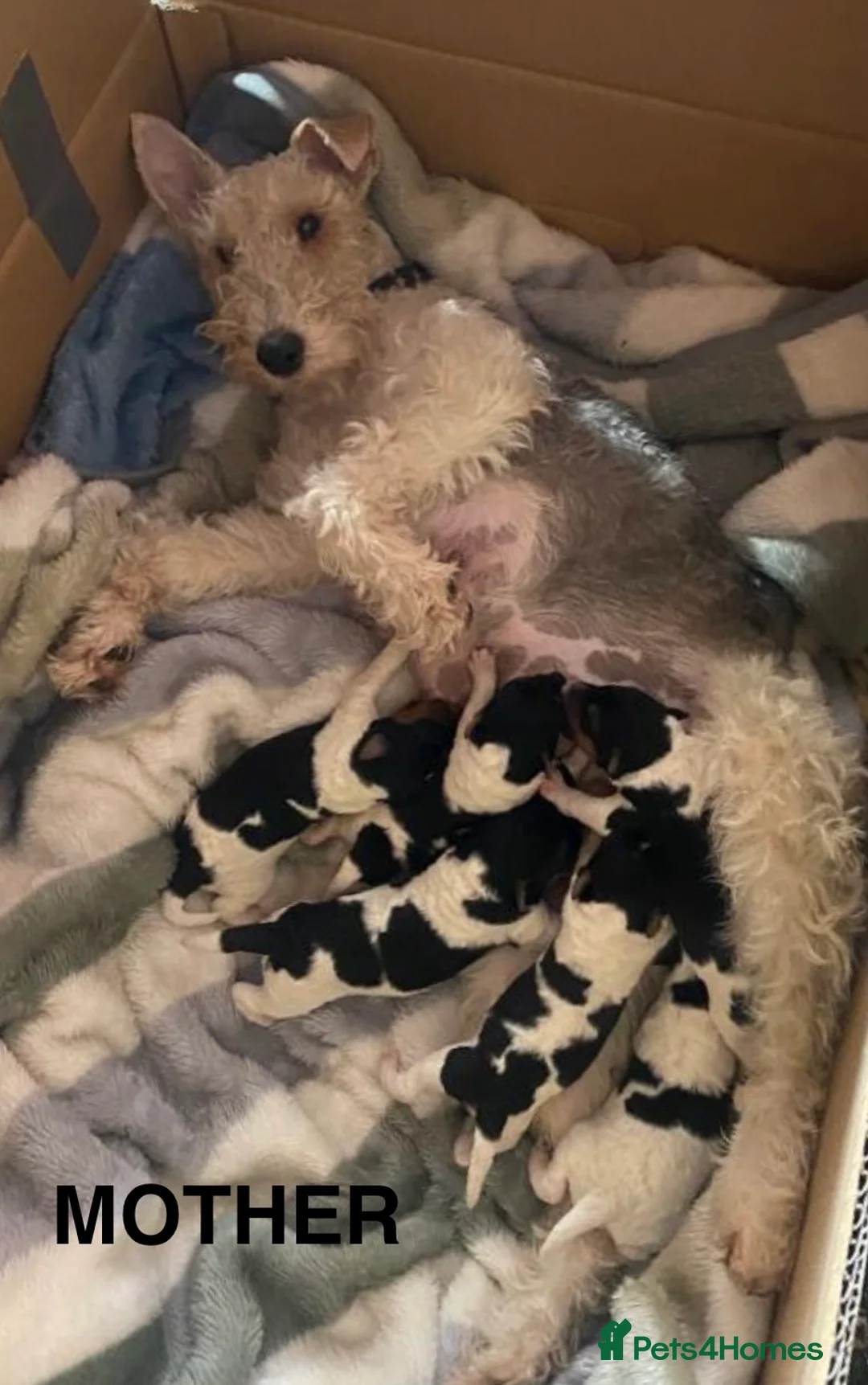 Fox Terrier dogs for sale: Fox terrier puppys - Advert 1