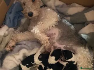 Fox Terrier dogs Fox terrier puppys - Advert 15