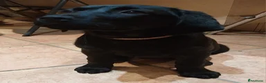 Labrador Retriever Puppy 1
