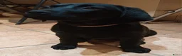 Labrador Retriever dogs for sale: KC registered - A beautiful black female labrador - Advert 2