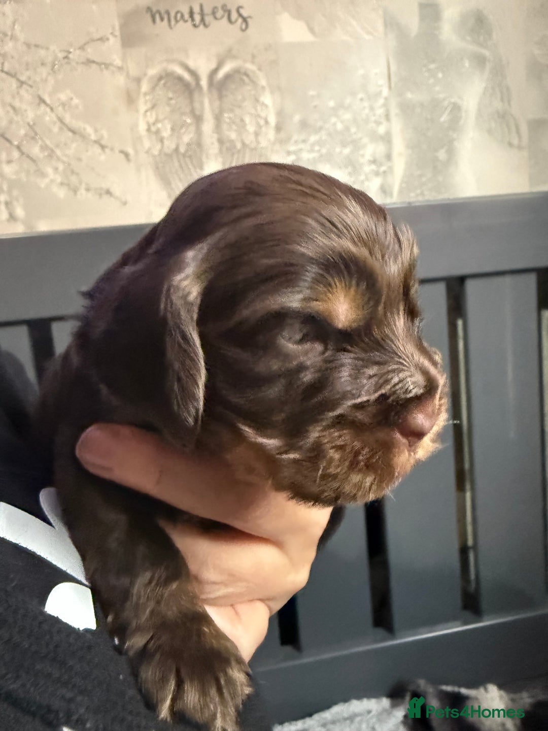 Cocker Spaniel dogs for sale: Show type cocker spaniel pups  - Advert 24