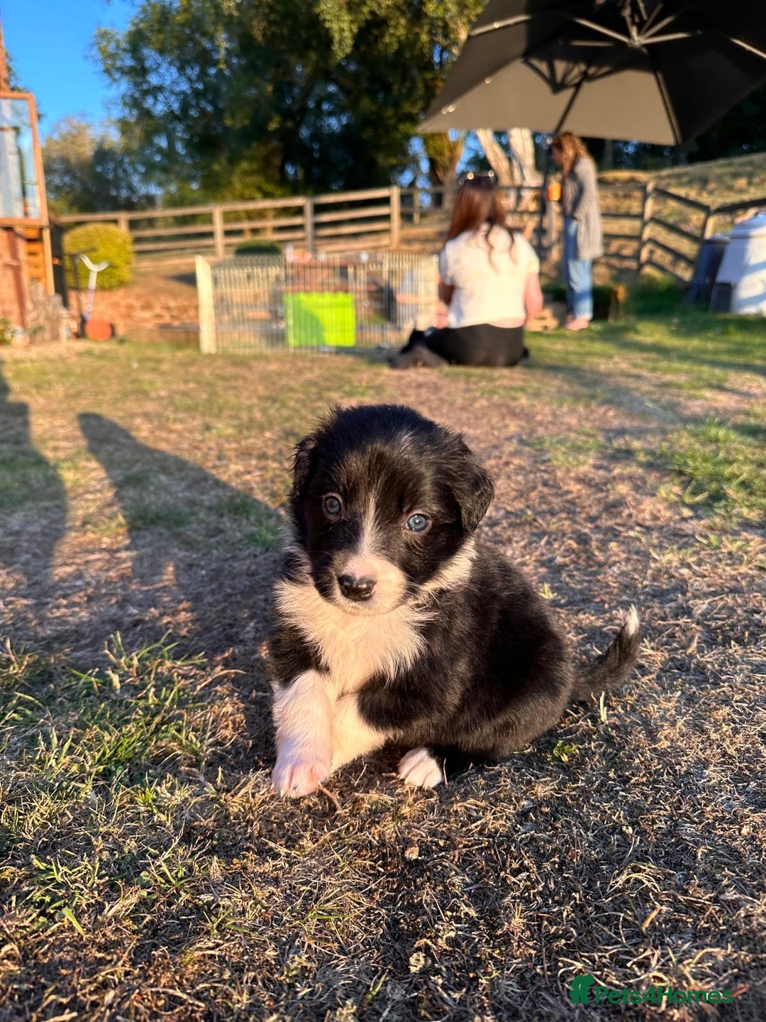 Border Collie dogs for sale: 10 Beautiful Border Collie Puppies - Image 16