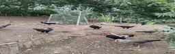 Chickens poultry for sale: Old English game cockrells - Advert 1