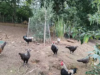 Chickens poultry Old English game cockrells - Advert 1