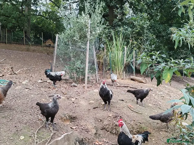 Chickens poultry Old English game cockrells - Advert 1