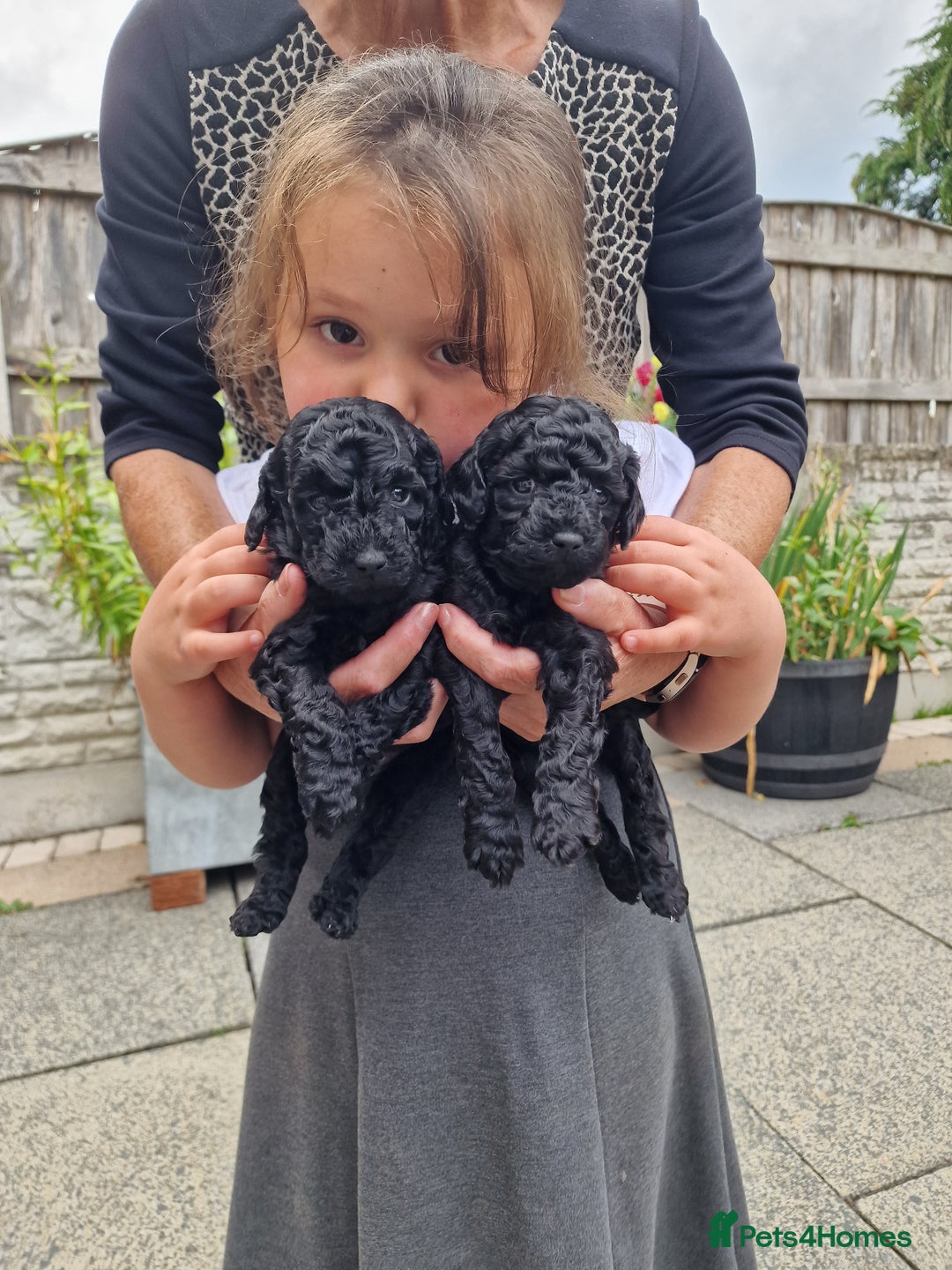Toy Poodle dogs for sale: Toy poodle puppies  - Image 5
