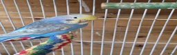 Budgerigars birds for sale: Gorgeous Baby Budgies  - Advert 2