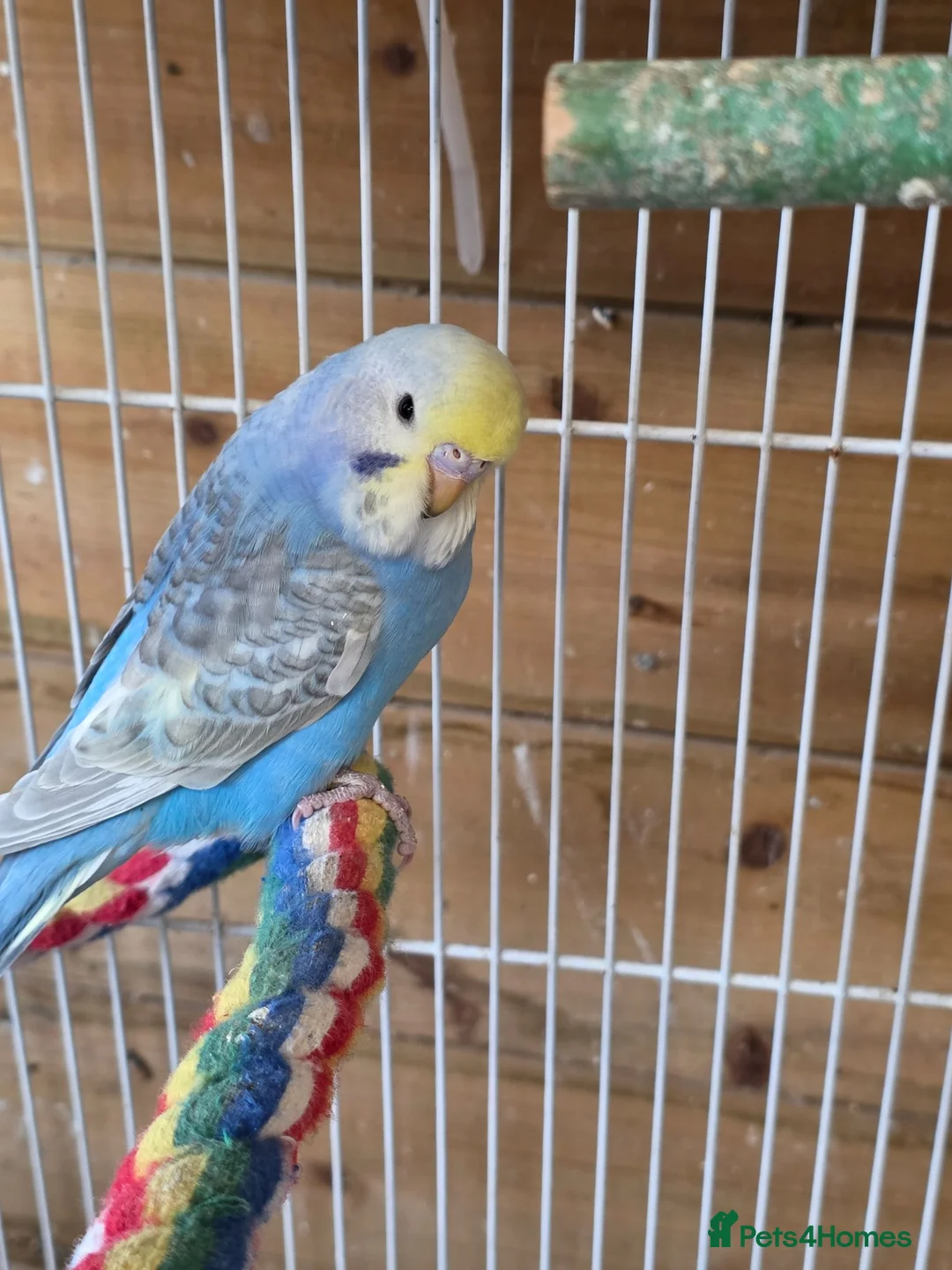 Budgerigars birds for sale: Gorgeous Baby Budgies  - Advert 2
