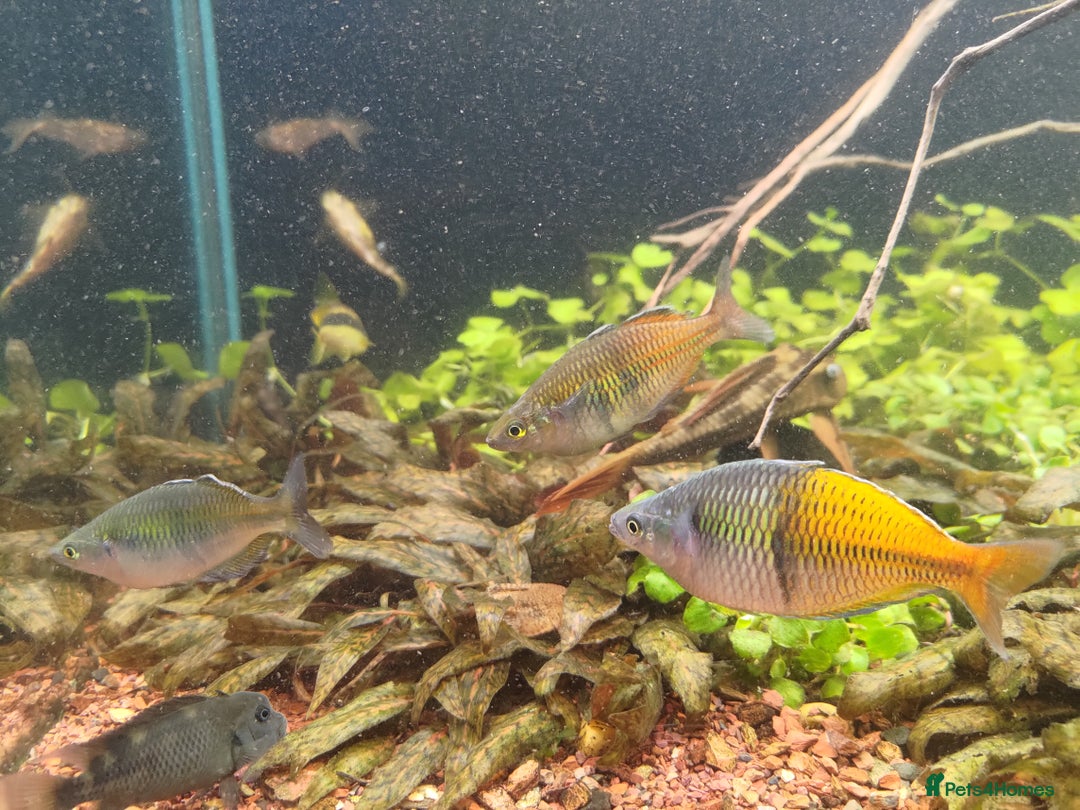 Rainbow Fish fish for sale: 3x Boesemani Rainbowfish Tropical Aquarium Fish - Image 9