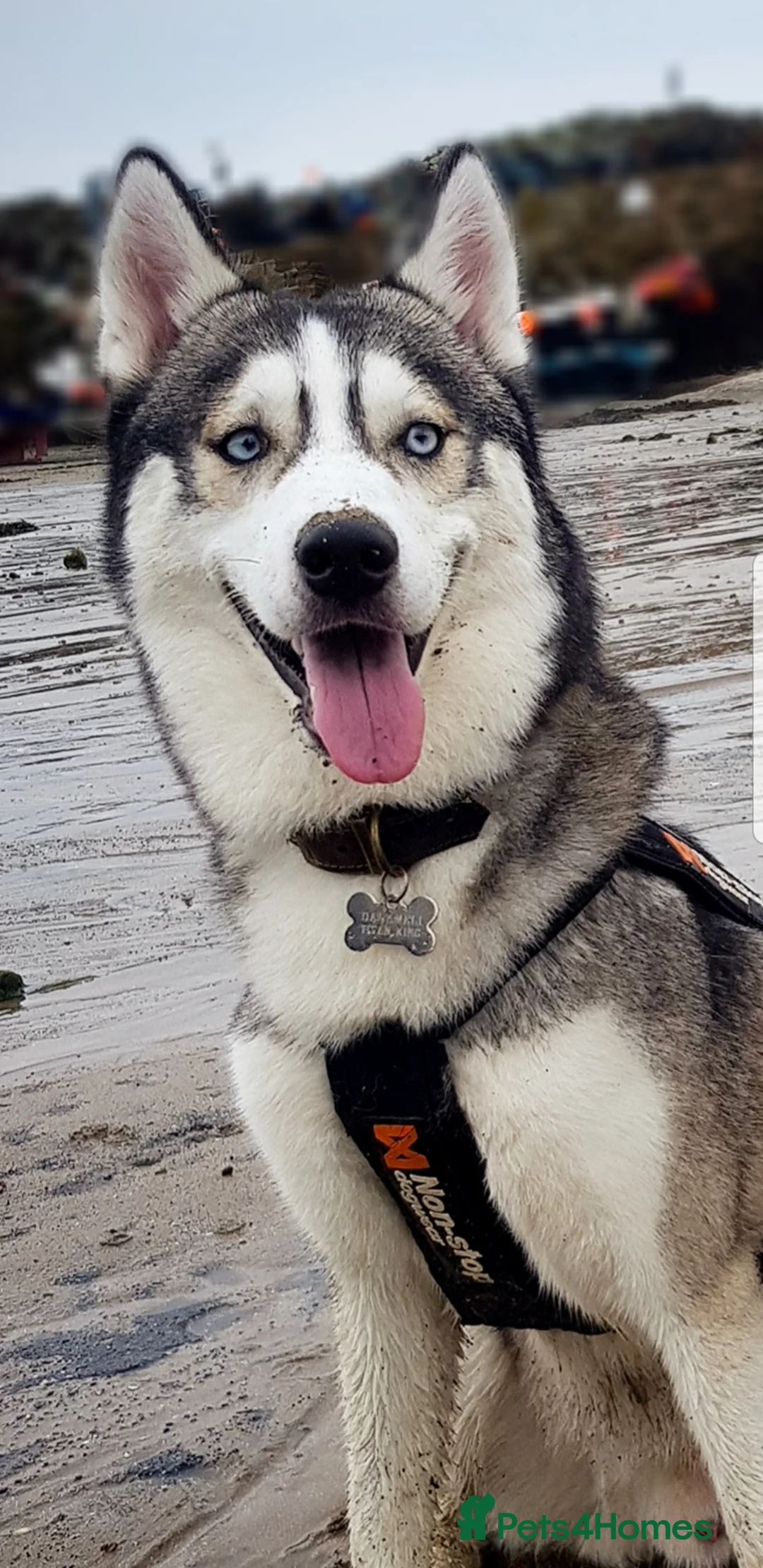 Siberian Husky dogs for stud: DANAMELI TITAN KING - Proven Health Tested Stud in Glasgow - Advert 10