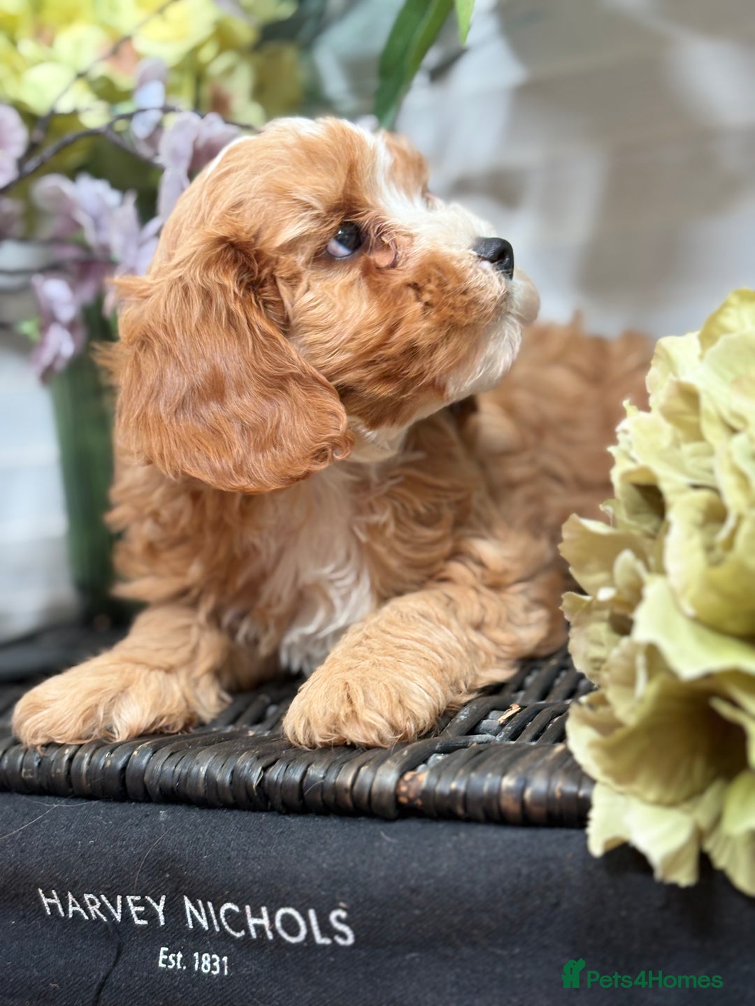 Cavapoo dogs for sale: Health tested TOY CAVAPOOS KC Parents - Image 21