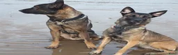 Belgian Shepherd Dog dogs for sale: 4 Belgian shepherd pups  - Advert 2