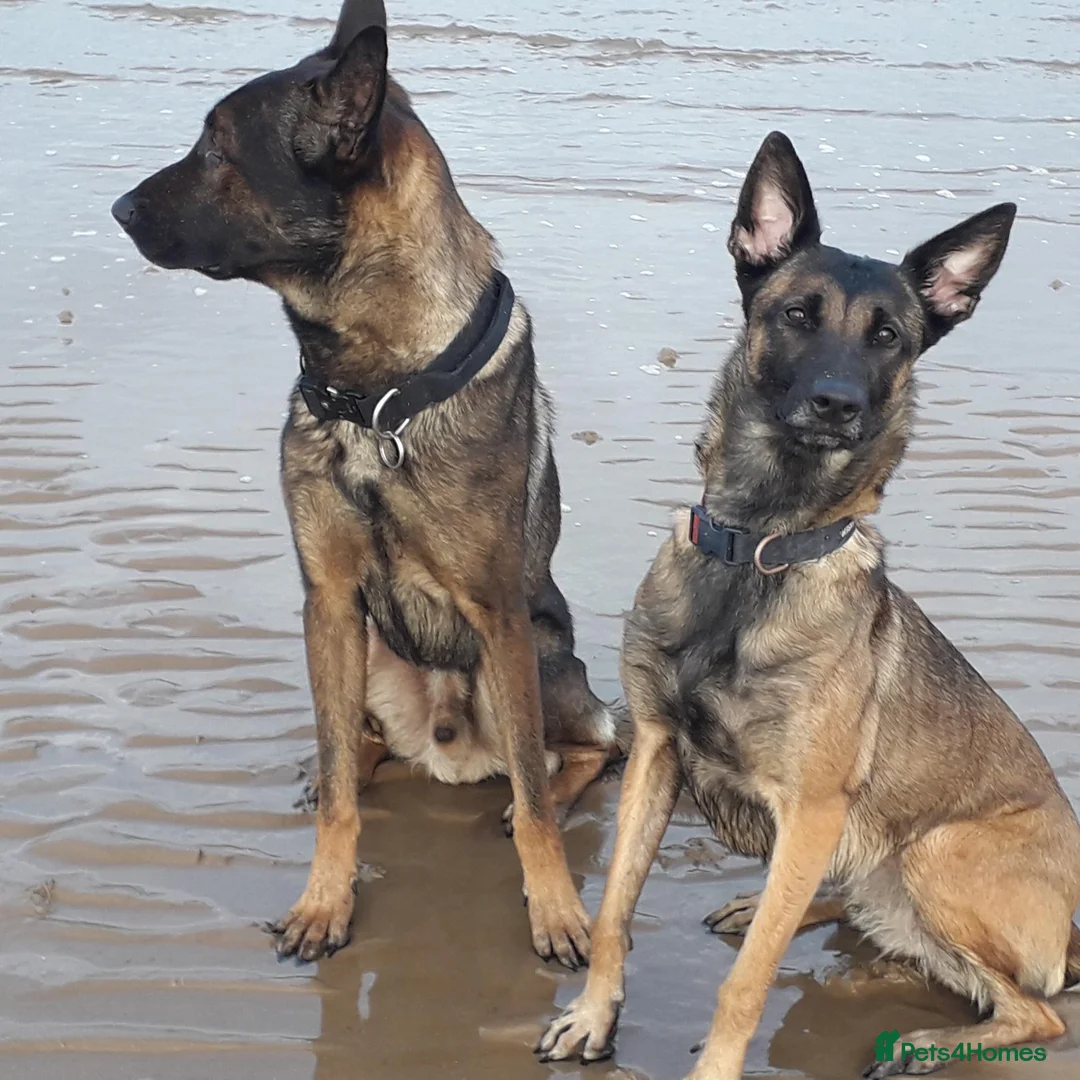 Belgian Shepherd Dog dogs for sale: 4 Belgian shepherd pups  - Advert 2
