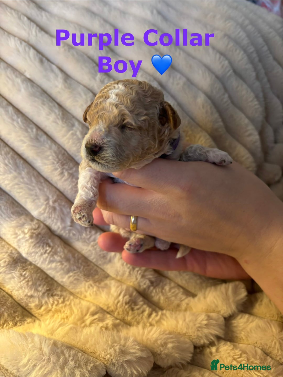 Maltipoo dogs for sale: 🌟Stunning Litter of Teddy🧸DNA tested Maltipoos  - Advert 19