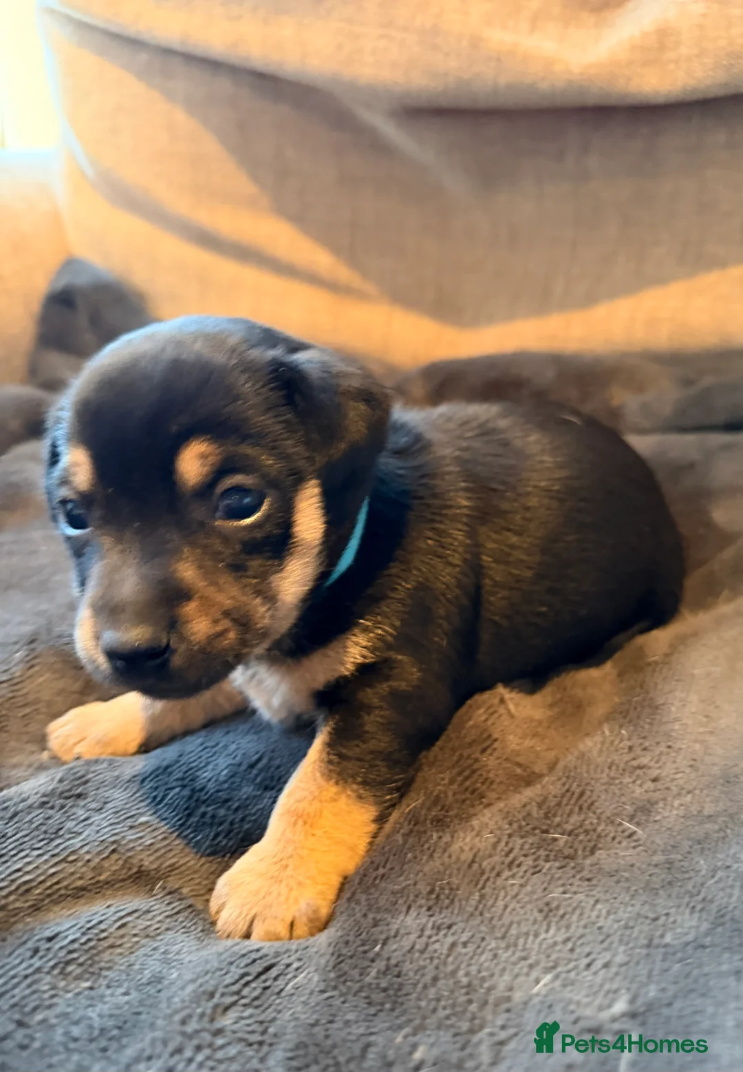 Jack Russell dogs for sale: Stunning Jack Russell pups  - Advert 3