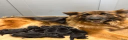 German Shepherd dogs for sale: Purebred big boned pedigree puppies - Advert 3