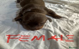 Miniature Dachshund dogs for sale: 6 Miniature Dachshund babies - Image 8