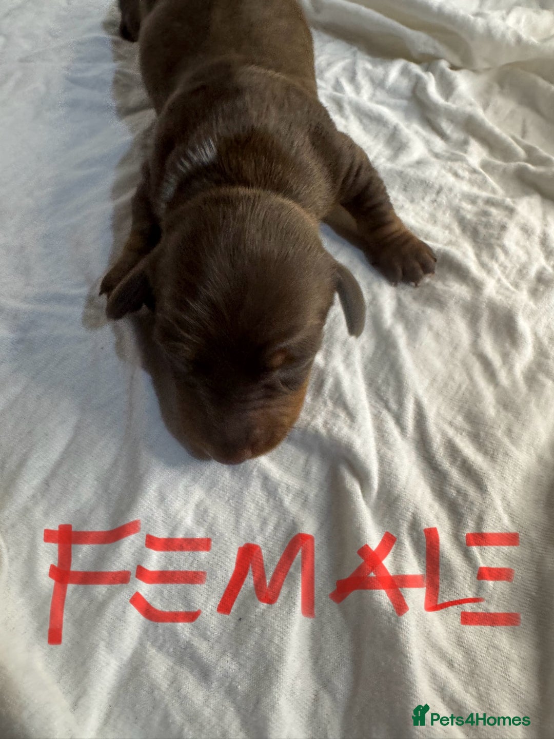 Miniature Dachshund dogs for sale: 6 Miniature Dachshund babies - Image 8