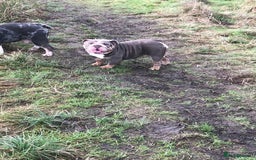 English Bulldog dogs for sale: English Bulldog puppies  - Image 4