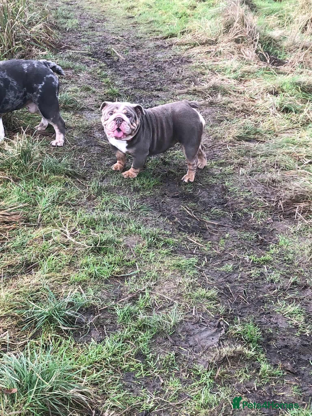 English Bulldog dogs for sale: English Bulldog puppies  - Image 4