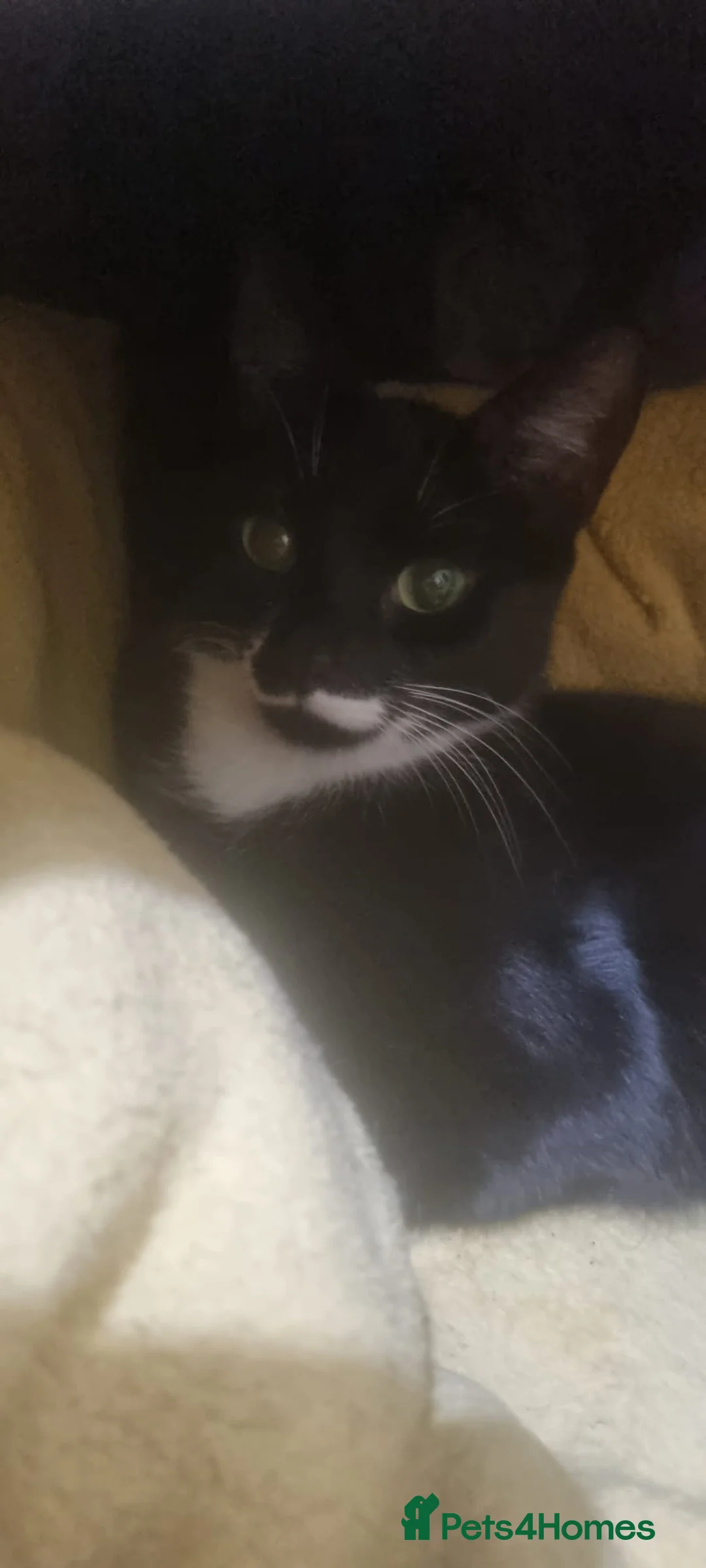 British Shorthair cats for sale: Male black kitten in Bridgwater - Advert 7