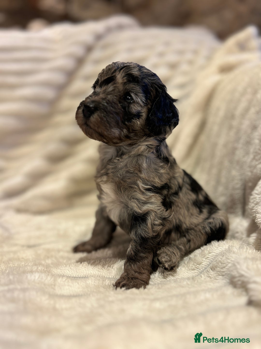 Cockapoo dogs for sale: Litter of 5 cockapoos for sale  - Advert 4