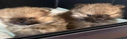 Pomeranian dogs for sale: STUNNING KC TINY POMERANIAN PUPPIES  - Advert 11