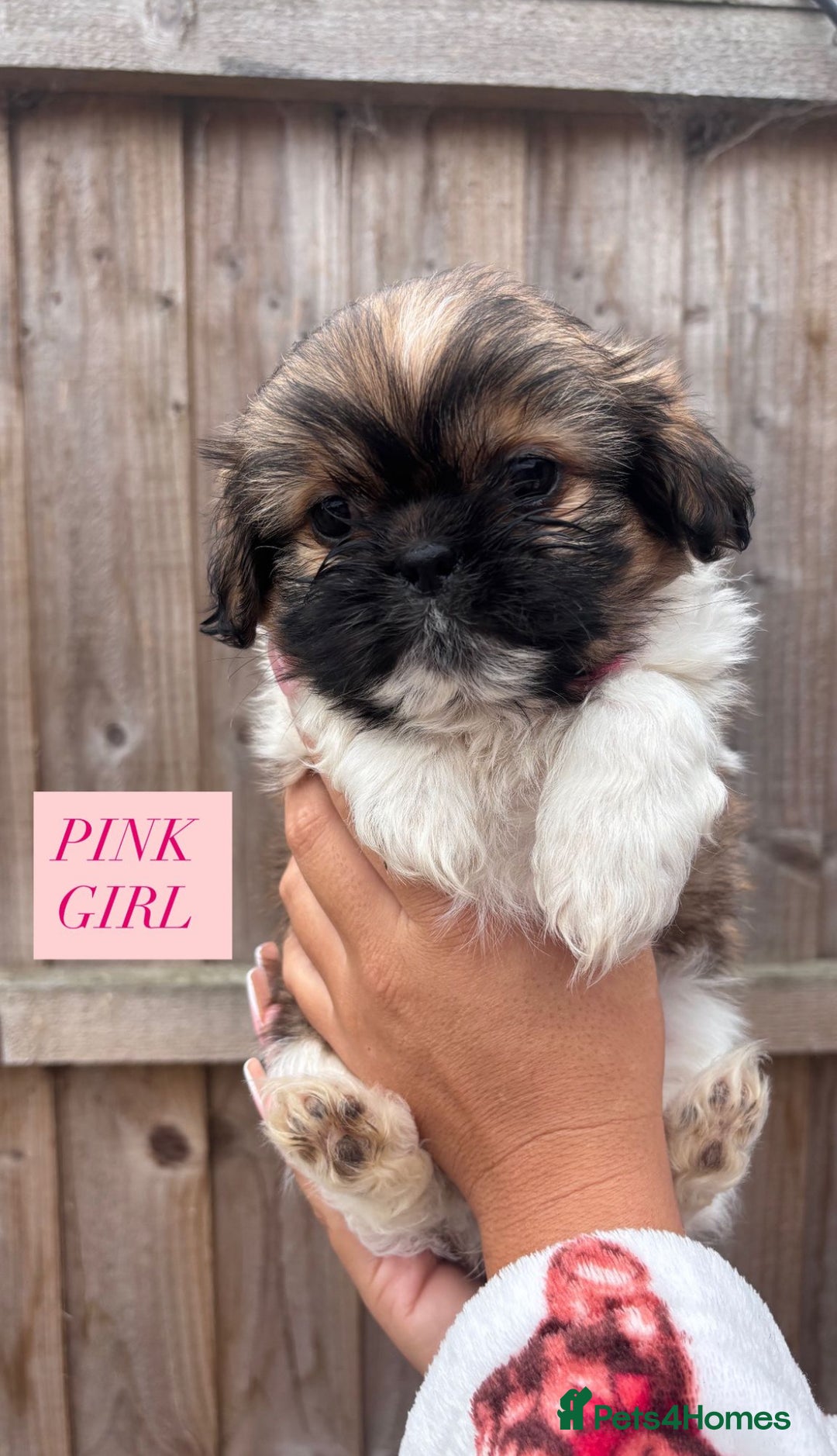 Shih Tzu dogs for sale: Shih tzu  - Image 7