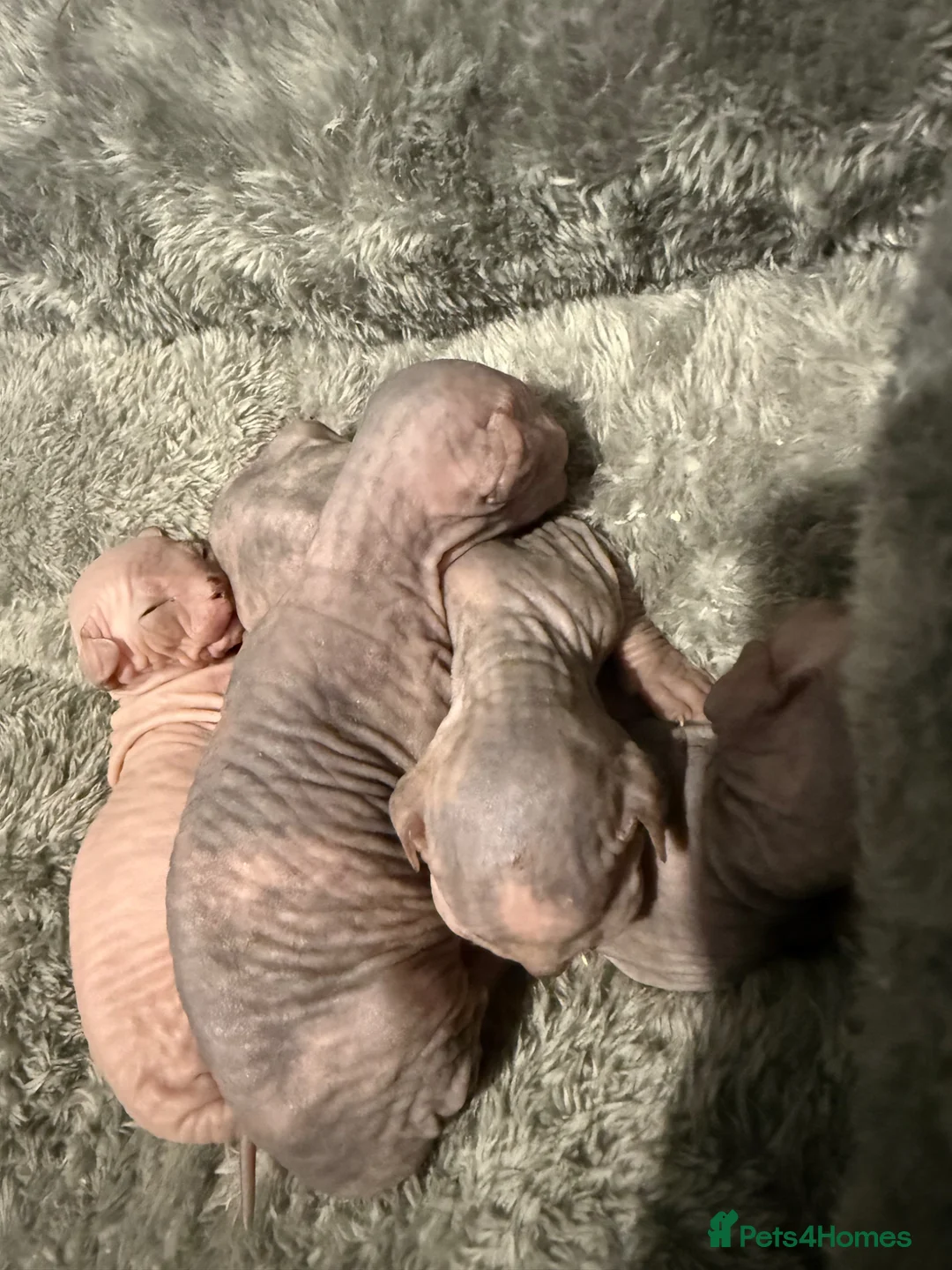 Sphynx cats for sale: Adorable Canadian Sphynx Kittens - Advert 2