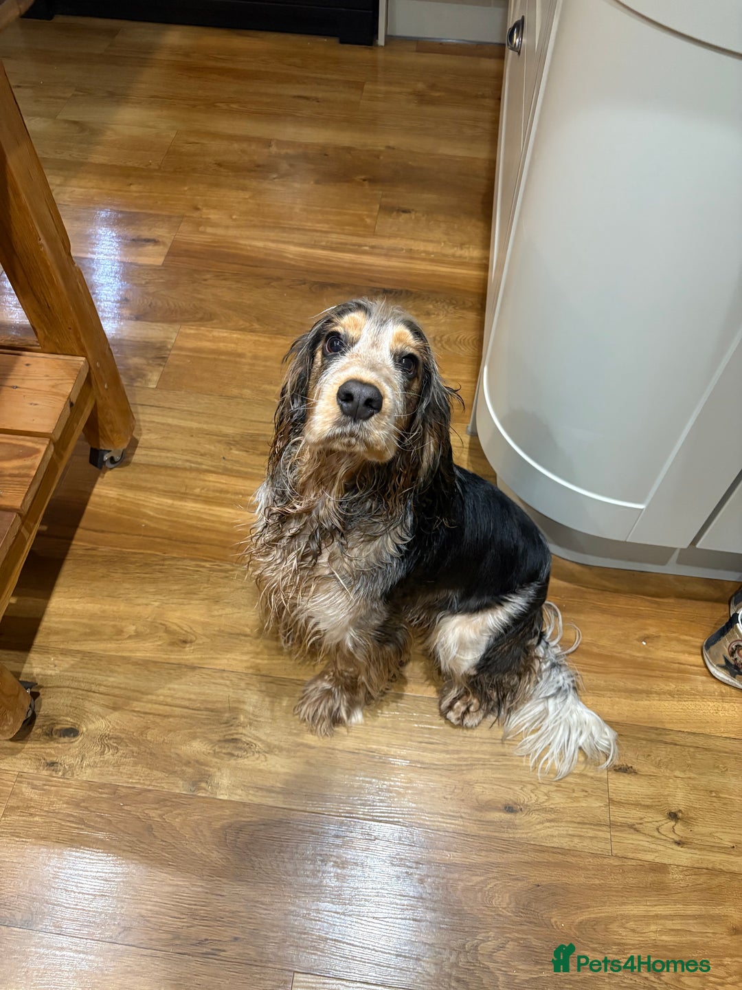 Cocker Spaniel dogs for sale: Stunning show cocker - Advert 2