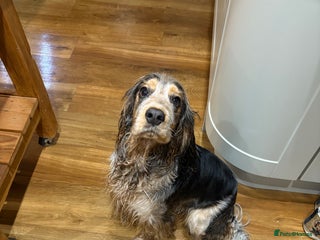 Cocker Spaniel dogs Stunning show cocker - Advert 1