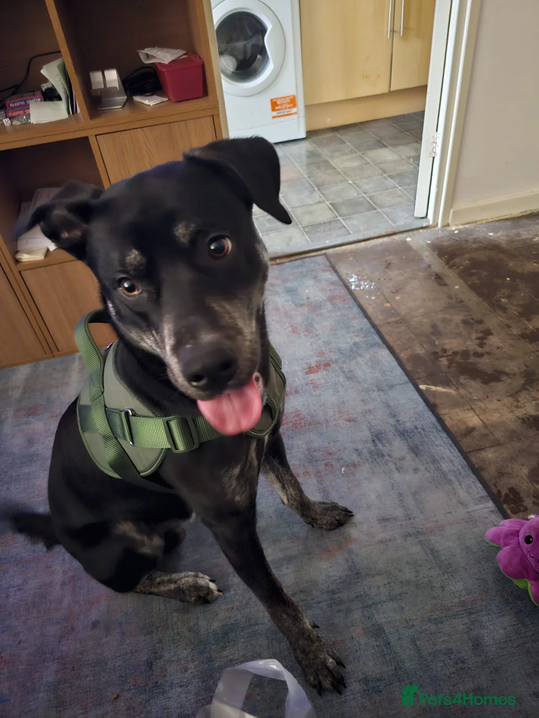 Mixed Breed dogs for sale: Spike 13 months old - Advert 2