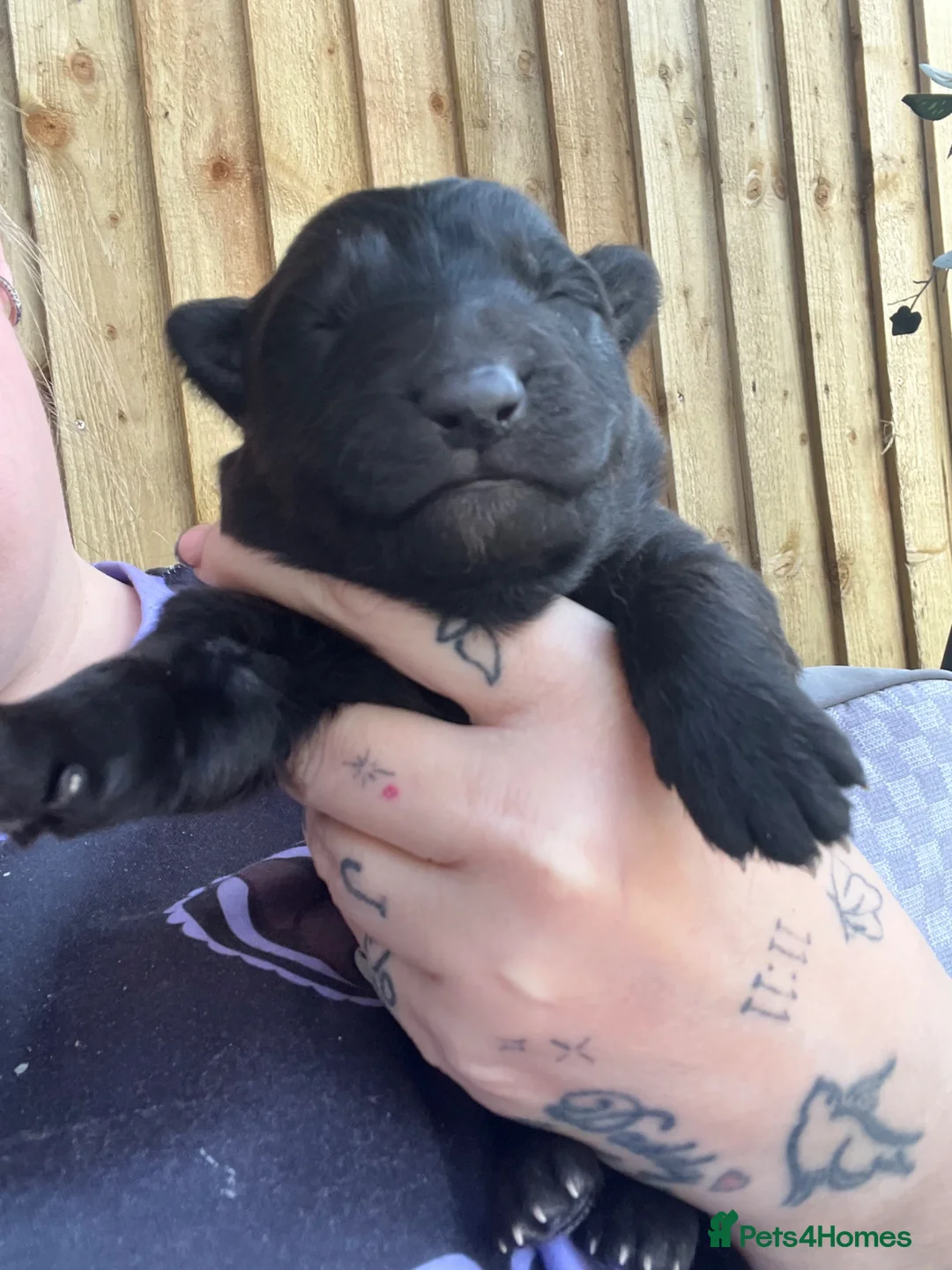 German Shepherd dogs for sale: German shepherd black - Advert 2