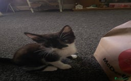 Domestic Shorthair cats for sale: Kittens ready for loving homes - Image 3
