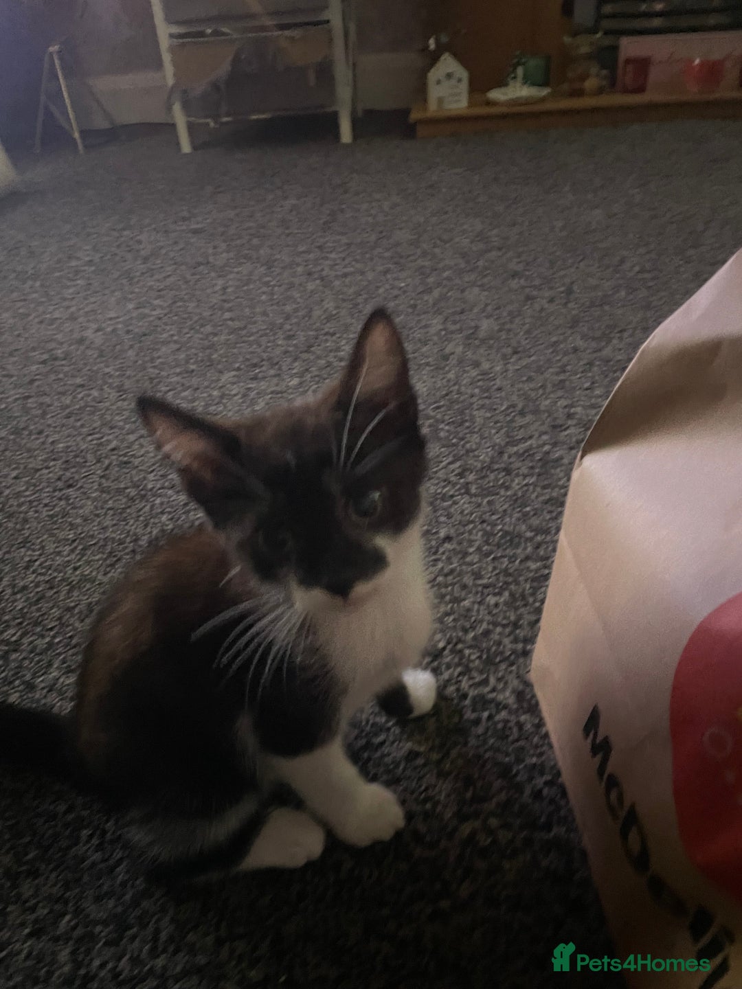Domestic Shorthair cats for sale: Kittens ready for loving homes - Image 3
