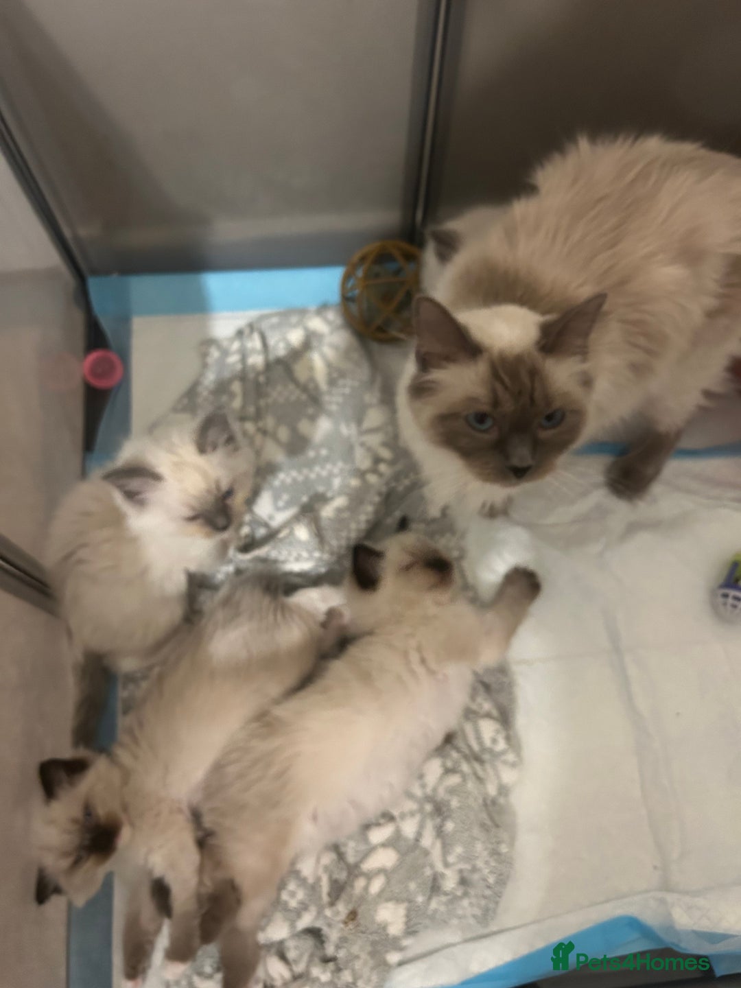 Ragdoll cats for sale: A real ragdoll - Advert 17