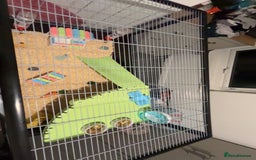 Hamster rodents for sale: 2 male gerbils - Image 5