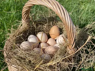 Chickens poultry Bantam Silkie Hatching Eggs Collection/Posted - Advert 1