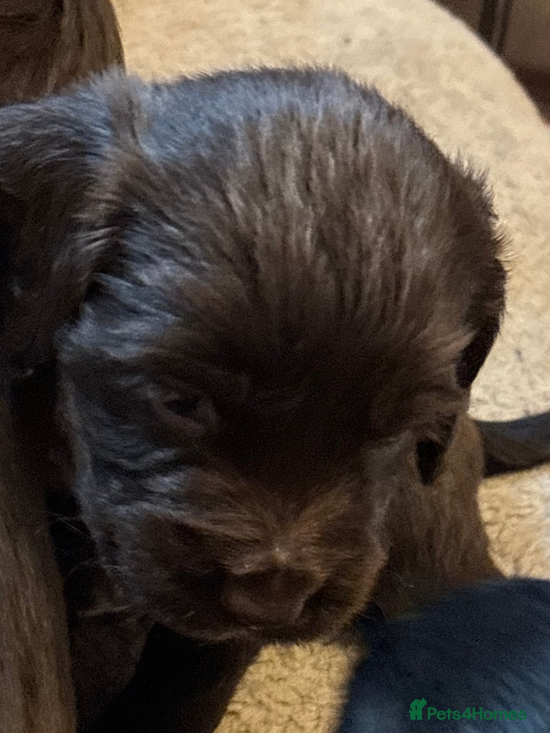 Cocker Spaniel dogs for sale: Gorgeous cocker spaniel ( working type) - Advert 14