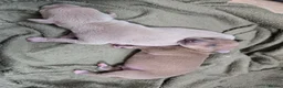 Italian Greyhound dogs for sale: 2 tiny KC registered Italian Greyhound boys - Advert 4
