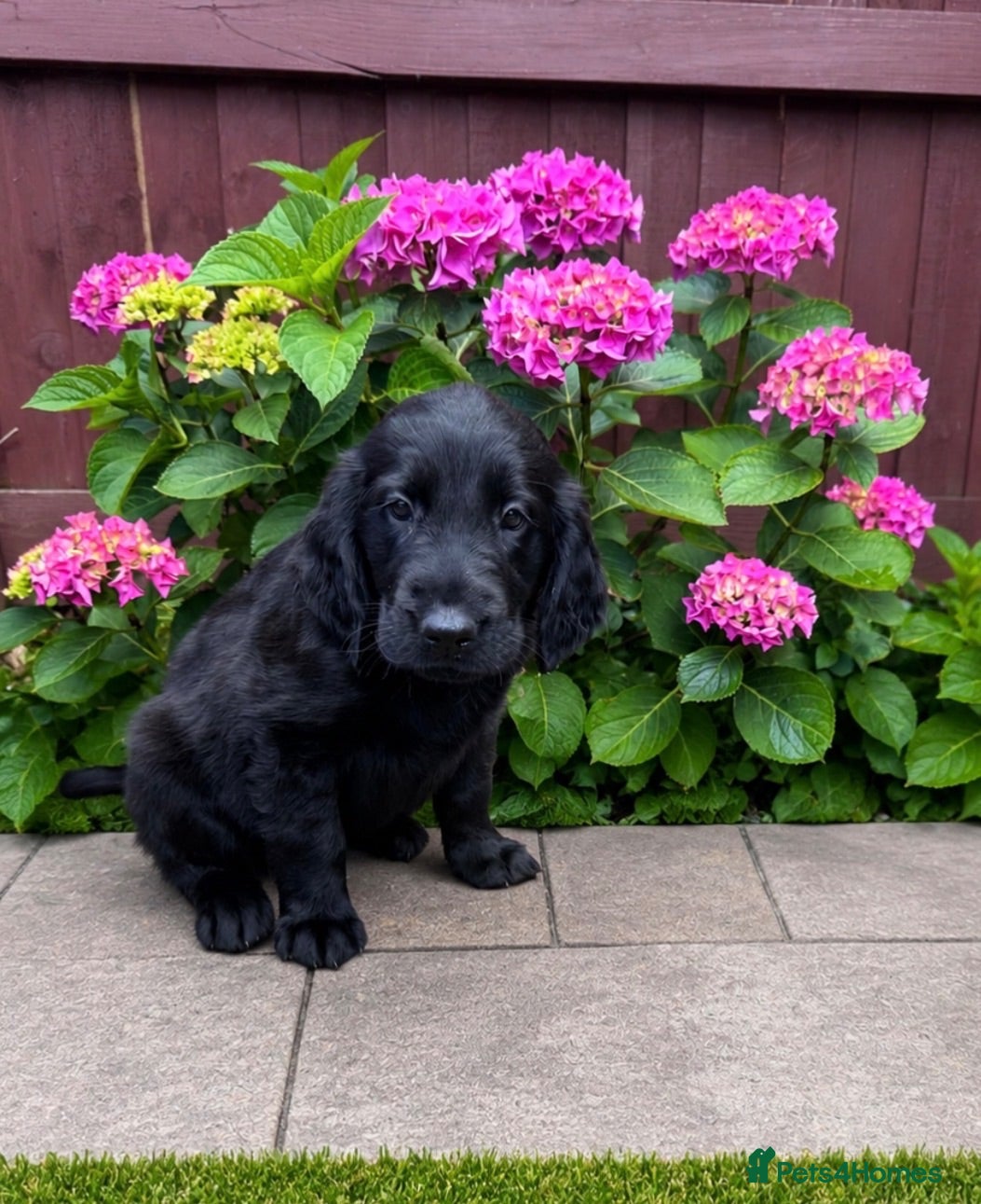 Flat coated Retriever dogs KC Registered Flat Coated Retriever Puppies 🐾 - Advert 1