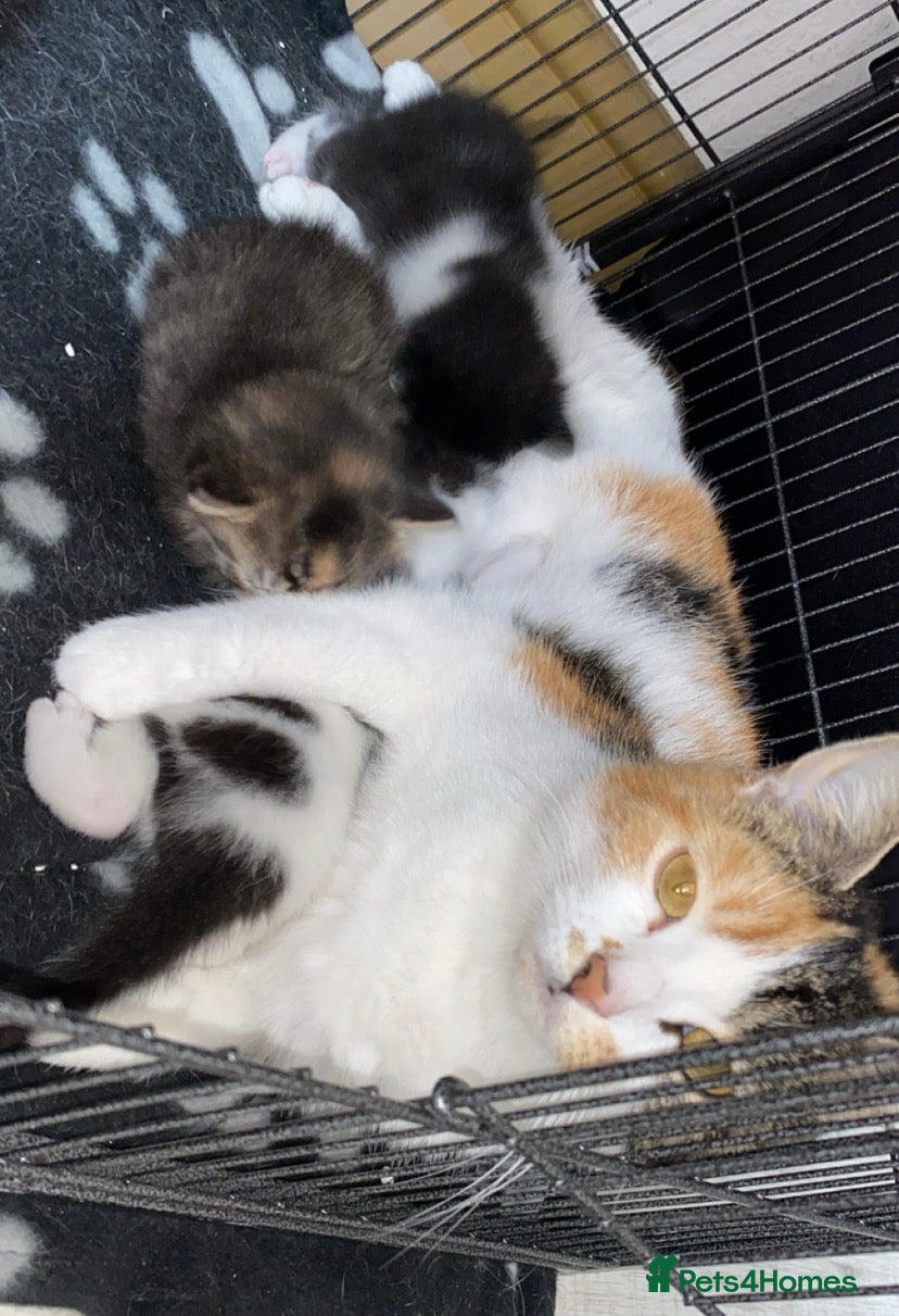 Mixed Breed cats Beautiful kittens 2 girls & 1 boy  - Advert 1