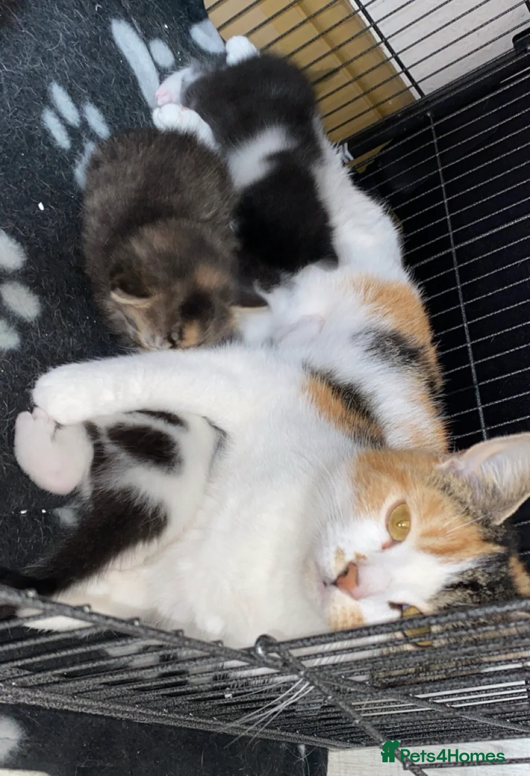 Mixed Breed cats for sale: Beautiful kittens 2 girls & 1 boy  in Gloucester - Advert 1