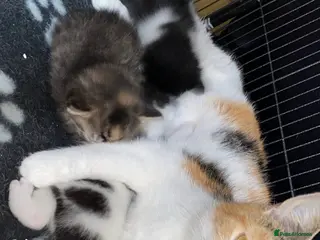 Mixed Breed cats Beautiful kittens 2 girls & 1 boy - Advert 1